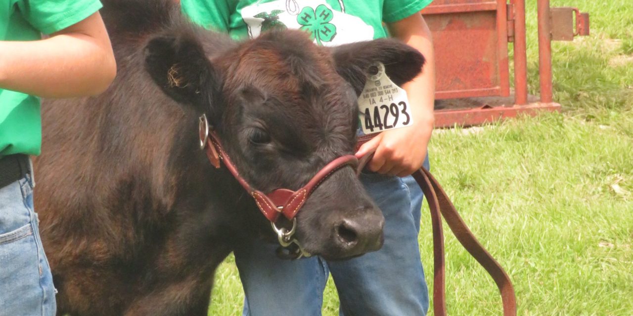 Local Show Highlights from Great Threshers Weekend