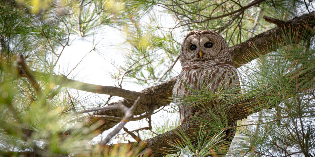 Wildlife Photo Exhibit to be on Display at the Preston Public